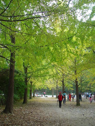 선운사 하면 단풍도 단풍이지만 저는 아름드리 은행나무가 있는 이곳이 정말 마음에 듭니다. 살랑살랑 바람에 노란 은행잎이 우수수 떨어질 때 그 길을 막 뛰어가면 꼭 영화 주인공이 된 듯한 착각까지 일으킬 정도입니다. 